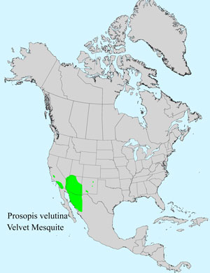 North America species range map for Common name, Prosopis velutina: